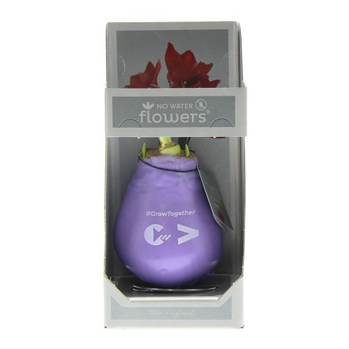 Amaryllis-løg i gaveæske - Billede 2